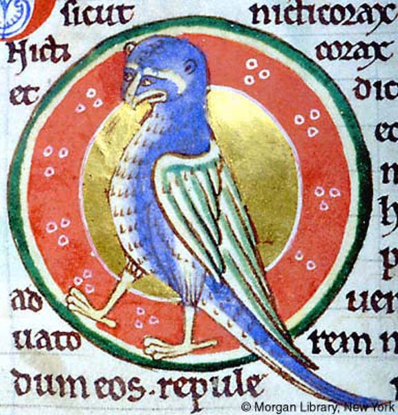 Detail of manuscript folio containing decorated red and gold medallion enclosing bird with green and blue feathers.
