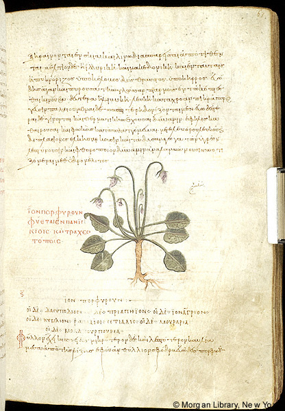 A manuscript page with Greek writing and a painting of violets.