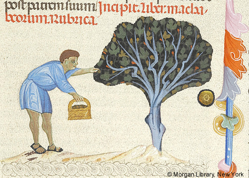 A manuscript detail depicting a man, wearing a short blue tunic, holding a basket in his right hand, reaching to fruit in tree. Two lines of red and black Latin text and marginal ornament surrounding the scene.