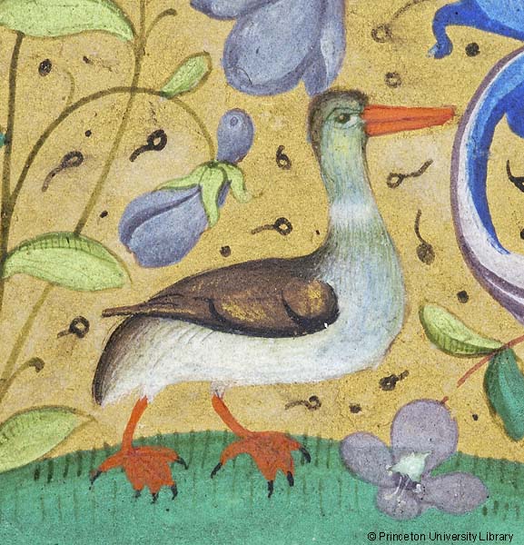 A manuscript illumination of a duck with white and brown plumage standing in profile on grassy ground amid foliate and gold ornament.