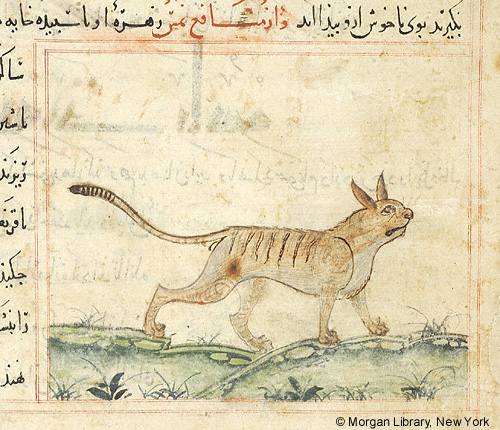 Manuscript image of a striped cat striding across a grassy ground.