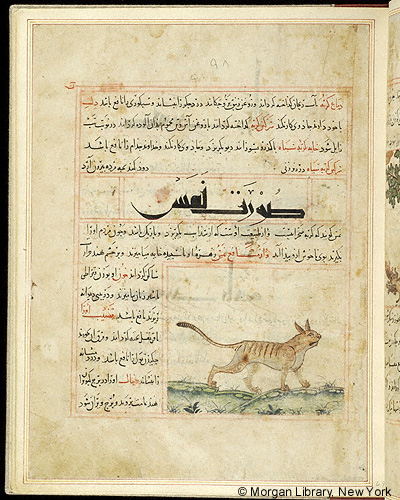 Manuscript leaf with Arabic text and, in the lower right corner, an image of a striped cat striding across a grassy ground.