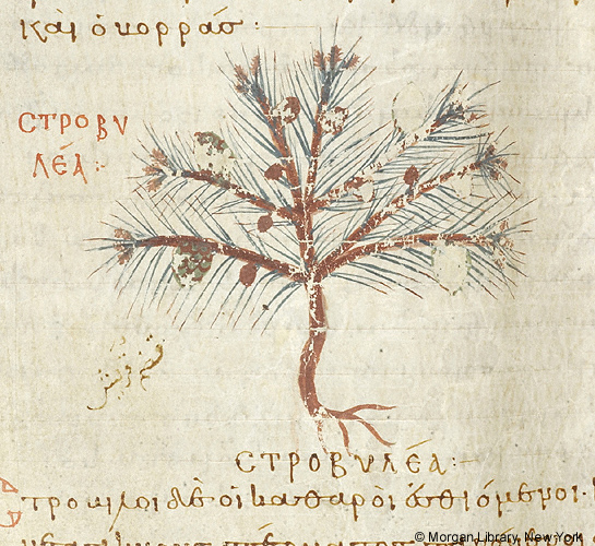 A painting of a pine tree beside Greek text.