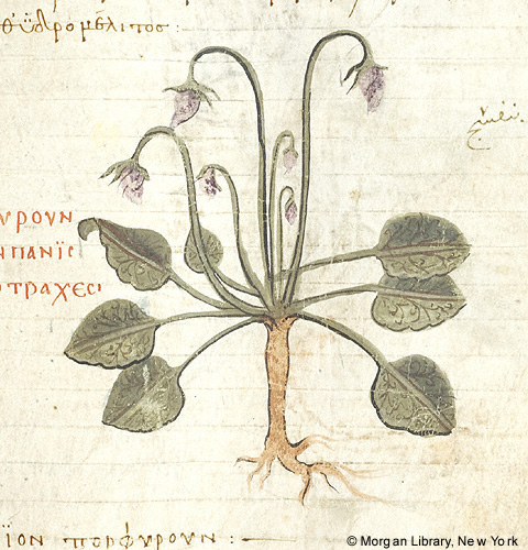 Detail of a manuscript page with Greek writing and a painting of violets.