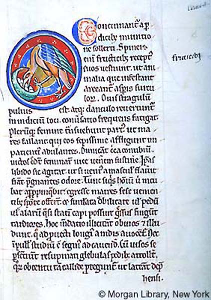 A manuscript page of Latin text and one large medallion enclosing a partridge bending to over into nest filled with eggs.