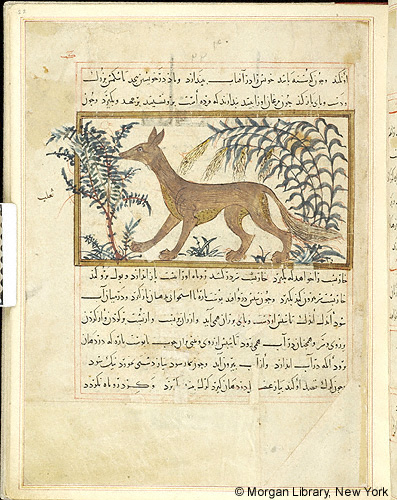 Manuscript page with text and a half-page framed illustration of a fox walking among plants.